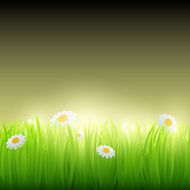 Green grass with flowers