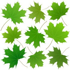 Green Maple Leaves N2