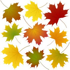 autumn maple leaves N4