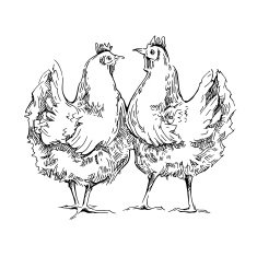 Chiken sketches N4