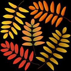 autumn leaves rowan black background