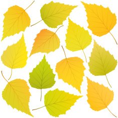 autumn leaves of birch
