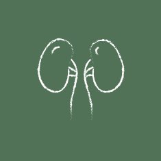 Kidney icon drawn in chalk
