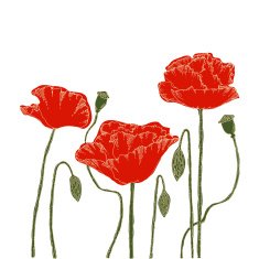Poppies on a white background Hand-drawn vector illustration