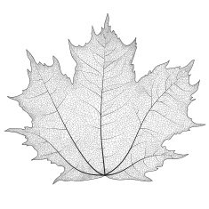 Vector drawing of a maple leaf The veins on the leaves maple