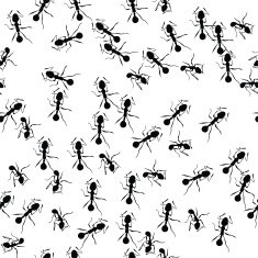 Running ants N2