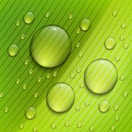 Green floral background Raindrops on the leaves Vector