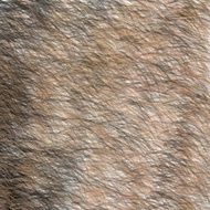Animal Brown and Black Fur Texture Short Hair