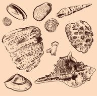 Sea shell vector collection Original hand drawn illustration in vintage