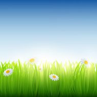 Green grass with flowers N2