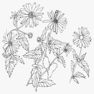 Set of hand drawn flowers isolated on white background