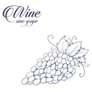 Bunch of grapes on white background for label wine