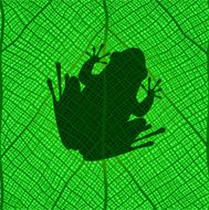 frog on a leaf