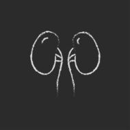 Kidney icon drawn in chalk N2