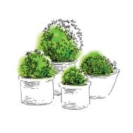 Garden elements sketch N11