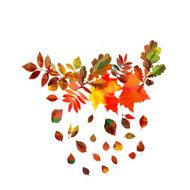 Autumn leaves frame N2