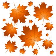 maple leaves N10