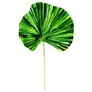 Lotus leaf isolate on white background