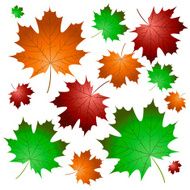 maple leaves N11