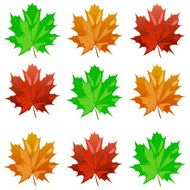 maple leaves N13