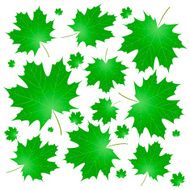 maple leaves N14