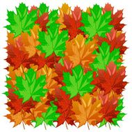 maple leaves N15