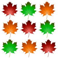 maple leaves N16