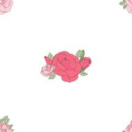 Pink rose on the white background N5