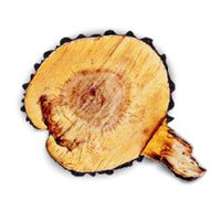 Tree stump life ring EPS10