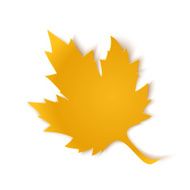 Yellow paper maple leaf