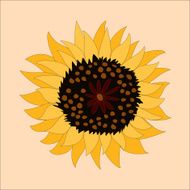 Sunflower icon - Vector