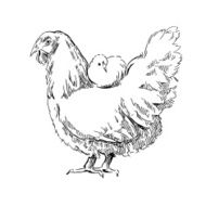 Chiken sketches N5