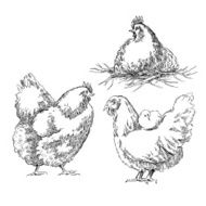 Chiken sketches N6