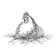Chiken sketches N7