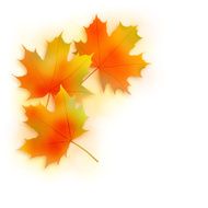 Fall leaves background N8