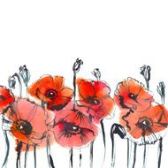 red poppies on white background