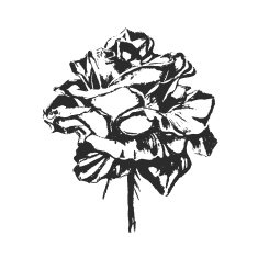Rose sketch illustration vector