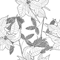 Seamless pattern with black and white poinsettia N2