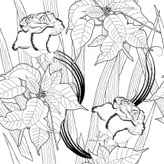 Seamless pattern with black and white poinsettia N4