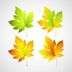 Set fall vector leaves for your design