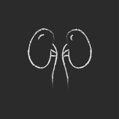 Kidney icon drawn in chalk N2