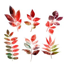 set of autumn leaves N4