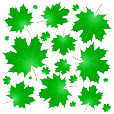 maple leaves N14