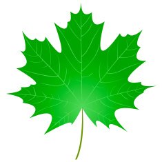 Maple Leaf N22