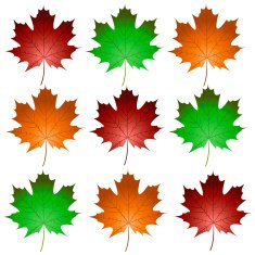 maple leaves N16