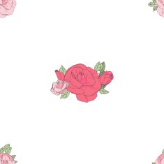 Pink rose on the white background N5