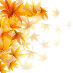 autumn maple leaves N6