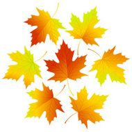 Set fall vector leaves for your design N2