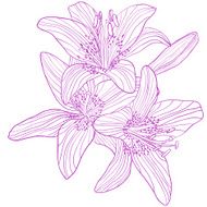 Graphic drawing bouquet of lilies N2