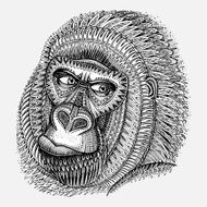 Patterned head of the gorilla in graphic style